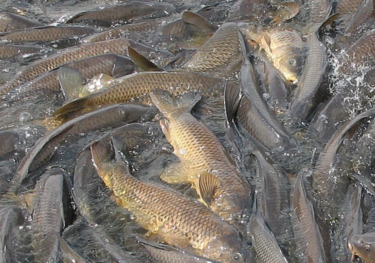 Carp