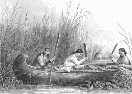 wild_rice_19th_century